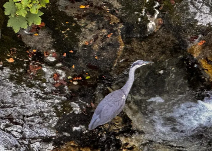 게스트하우스 허프뮐레